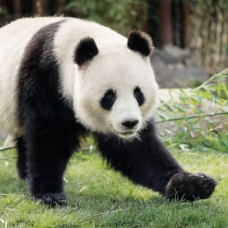 Copenhagen ZOO : billet coupe-file 100