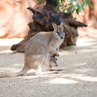 iVenture Sydney Flexi Attraktionen Pass 2
