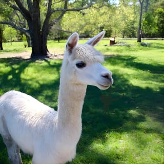 1hr Animal Tour 2