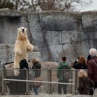 Copenhagen ZOO : billet coupe-file 104