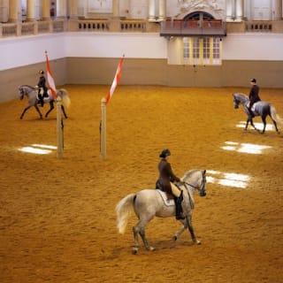 Spanische Hofreitschule Wien: Besuch im Training 4
