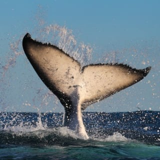 Crucero de 3 horas de avistamiento de ballenas en catamarán en Sídney 1