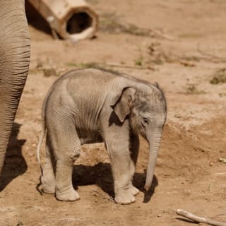 Copenhagen ZOO : billet coupe-file 107