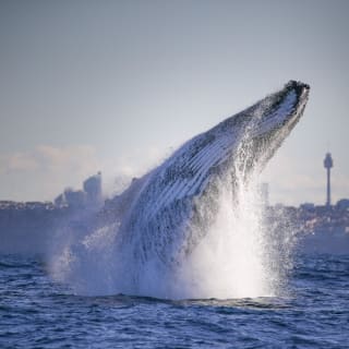 Crucero de 3 horas de avistamiento de ballenas en catamarán en Sídney 3