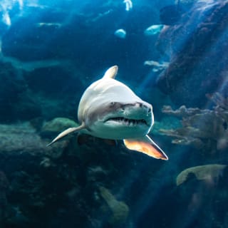 Acuario de Florida: Entrada 10