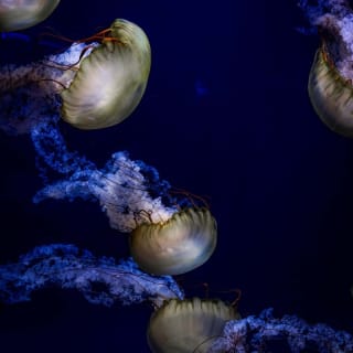 SEA LIFE London Aquarium: Ingresso per gruppi scolastici 6