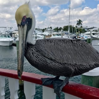 Jungle Queen Riverboat: Famous Sightseeing Cruise of Fort Lauderdale 6