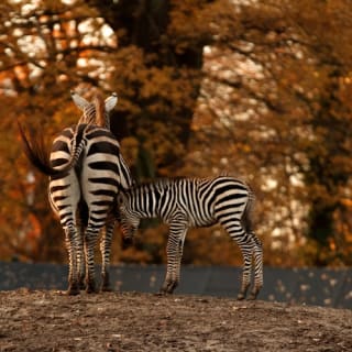 Copenhagen ZOO : billet coupe-file 109