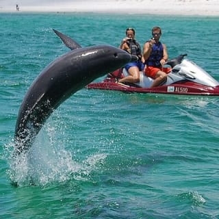 Crab Island Dolphin Jetski Adventure  1