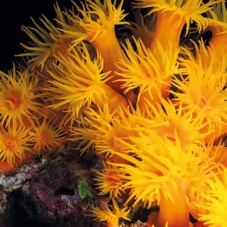 Palma Aquarium: Free entry + Optional 3D Aquadome Cinema 22