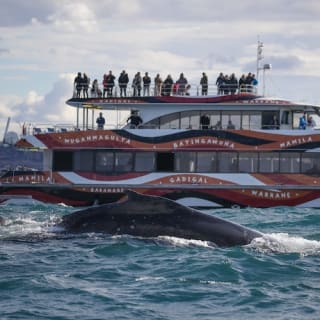 Crucero de 3 horas de avistamiento de ballenas en catamarán en Sídney 4