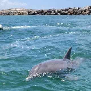 Crab Island Dolphin Jetski Adventure  2