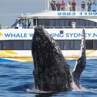 Crucero de 3 horas de avistamiento de ballenas en catamarán en Sídney 5