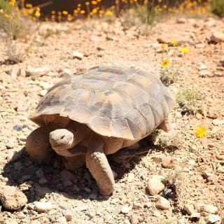 Audio Driving Tour: Grand Canyon West, Hoover Dam, Red Rock Canyon 8