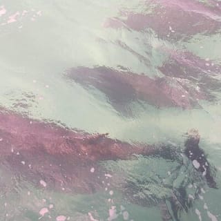2 Hours Swim with the Dolphins in Panama City 3