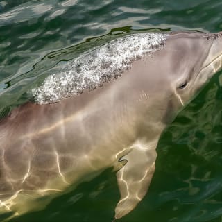 Marine Discovery + Snorkeling Cruise - Port Stephens 3