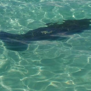 2 Hours Swim with the Dolphins in Panama City 4