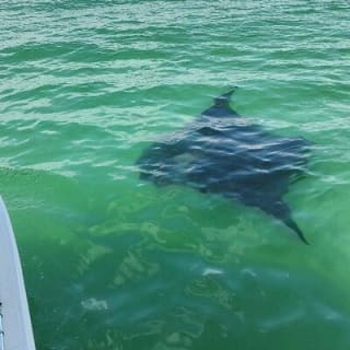 2 Hours Swim with the Dolphins in Panama City 6