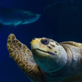 Acuario de Florida: Entrada 4