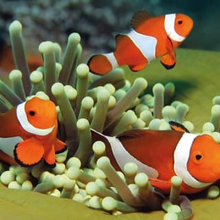 Palma Aquarium: Free entry + Optional 3D Aquadome Cinema 38