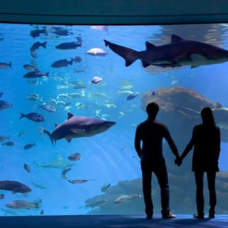 Palma Aquarium: Free entry + Optional 3D Aquadome Cinema 40
