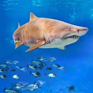 Palma Aquarium: Free entry + Optional 3D Aquadome Cinema 44