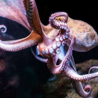 Palma Aquarium: Free entry + Optional 3D Aquadome Cinema 53