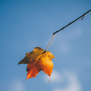Hojas de otoño 11 1