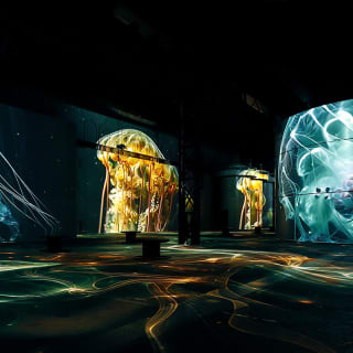 Phoenix des Lumières Kombi-Ticket: Wunderwelt Ozean & Gustav Klimt 6