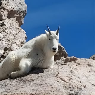 Mt. Evans Summer Mountain Summit 8