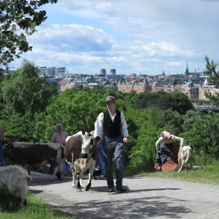 Skansen: Freilichtmuseum und nordeuropäischer Zoo 26