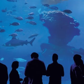 Palma Aquarium: Free entry + Optional 3D Aquadome Cinema 79