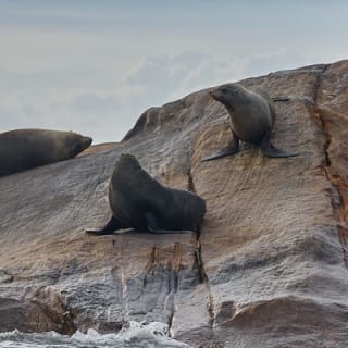 Sydney Kayak Seal Encounter Adventure with Gourmet Food 5