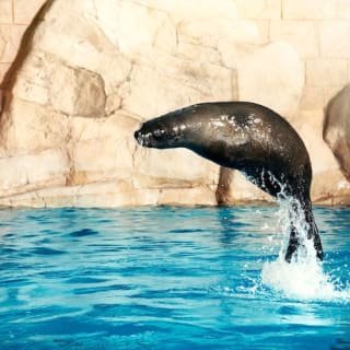 Atlas Village - Sea Lion Experiences 2