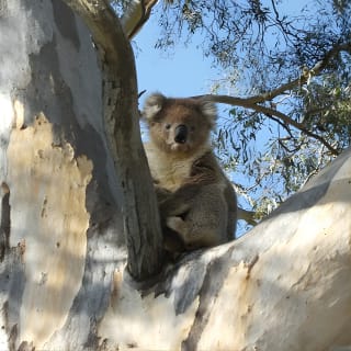 Experience a Day at Tahbilk 2