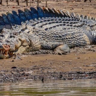 Solar Whisper Daintree River Crocodile and Wildlife Cruise 1