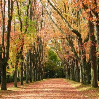 Serralves Park: admission ticket and Treetop Walk 47