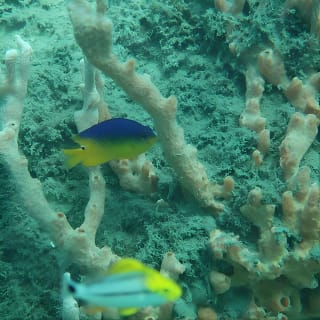Experience Peanut Island Adventures 4