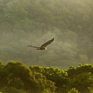 Solar Whisper Daintree River Crocodile and Wildlife Cruise 5