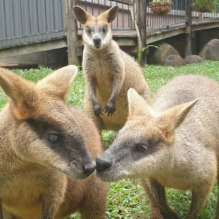 Kuranda Koala Gardens 1