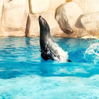 Atlas Village - Sea Lion Experiences 7