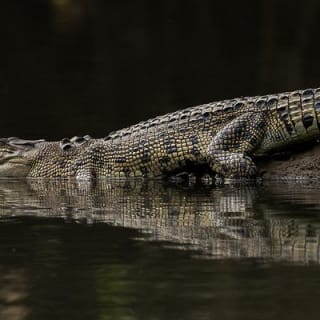 Solar Whisper Daintree River Crocodile and Wildlife Cruise 6