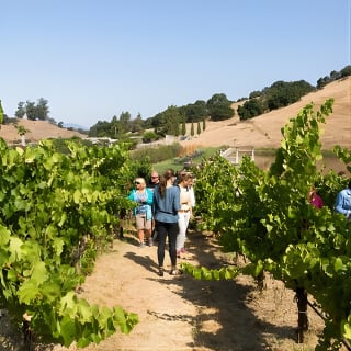 Napa and Sonoma Wine Country Full-Day Tour from San Francisco 9