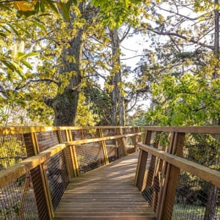 Serralves Park: admission ticket and Treetop Walk 59