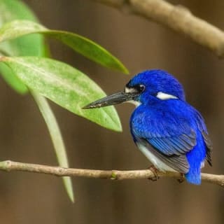 Solar Whisper Daintree River Crocodile and Wildlife Cruise 8