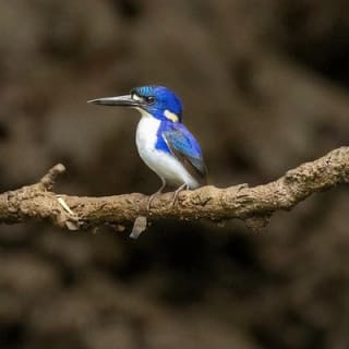Solar Whisper Daintree River Crocodile and Wildlife Cruise 9
