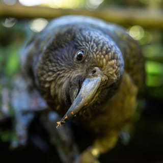Skip the Line: Staglands Wildlife Reserve Entry Ticket 3