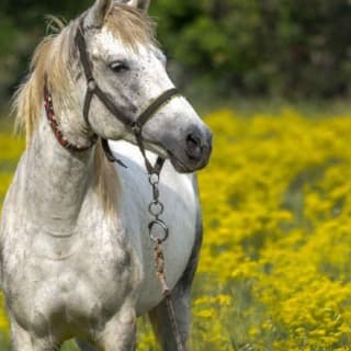 Madrid: experiencia a caballo por la Sierra de Guadarrama 5
