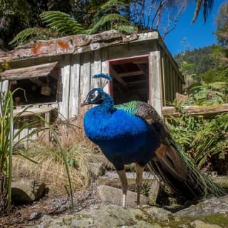 Skip the Line: Staglands Wildlife Reserve Entry Ticket 4