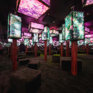 Dopamine Land: A Multisensory Experience - Gift Card 5
